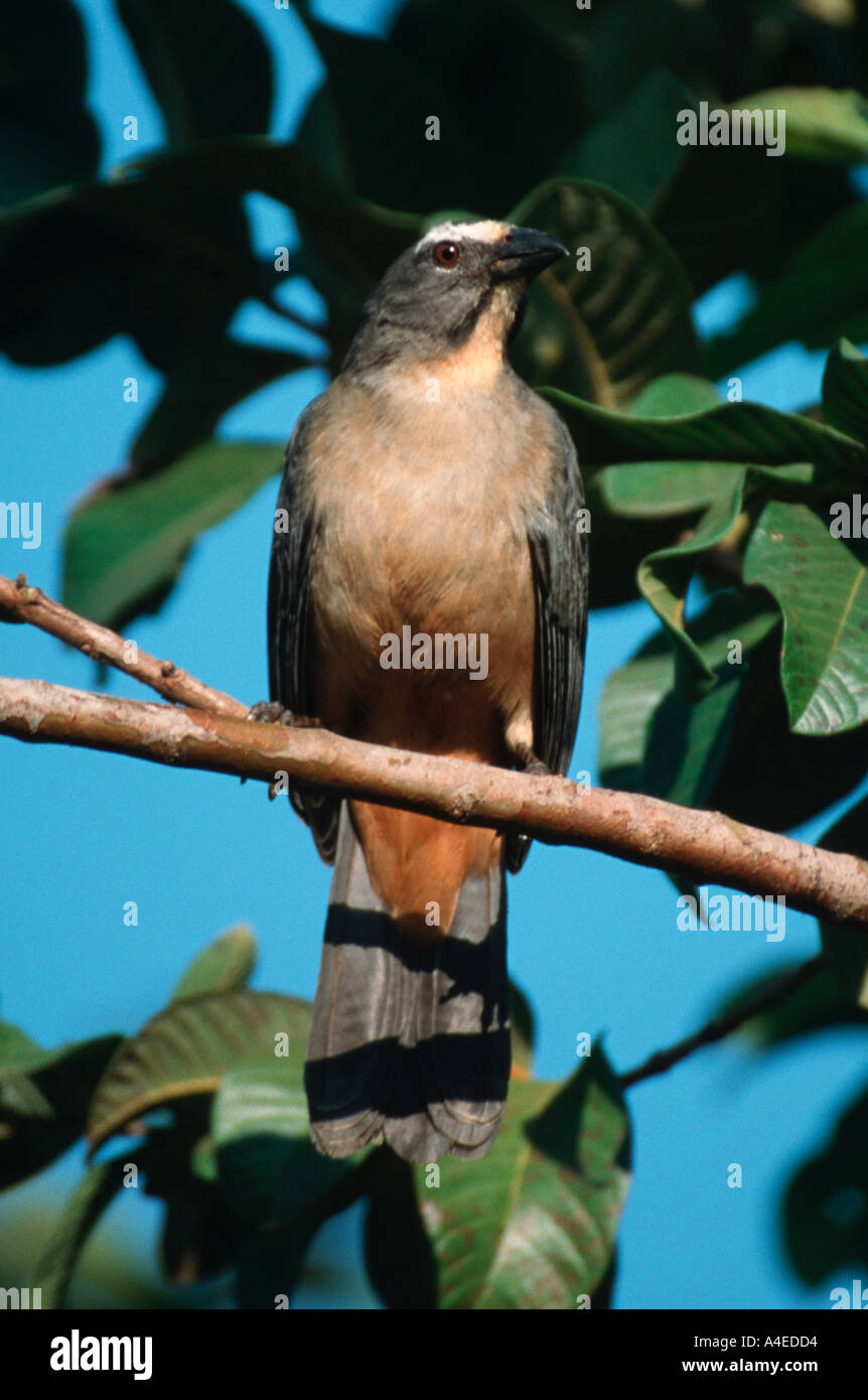 Grayish Saltator Saltator coerulescens Trinca ferro gongá Northern Pantanal Brazil Stock Photo