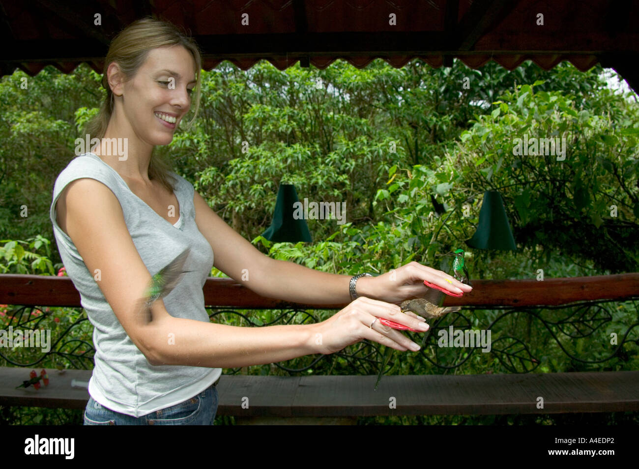 Hand-feeding Hummingbirds, La Paz Waterfall Gardens, Valle Central & Highlands, Costa Rica Stock Photo