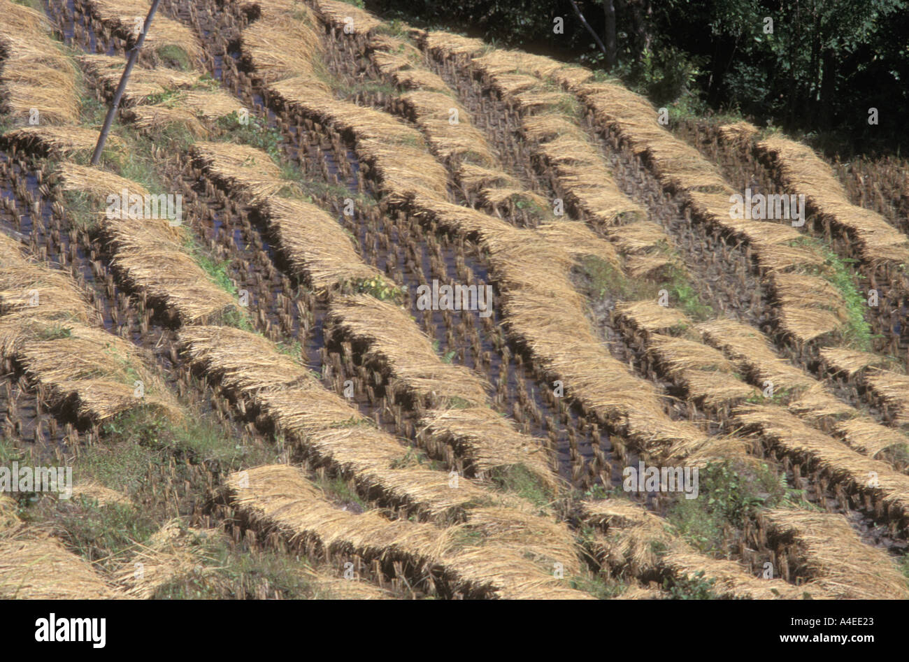 Cut rice straw hi-res stock photography and images - Alamy