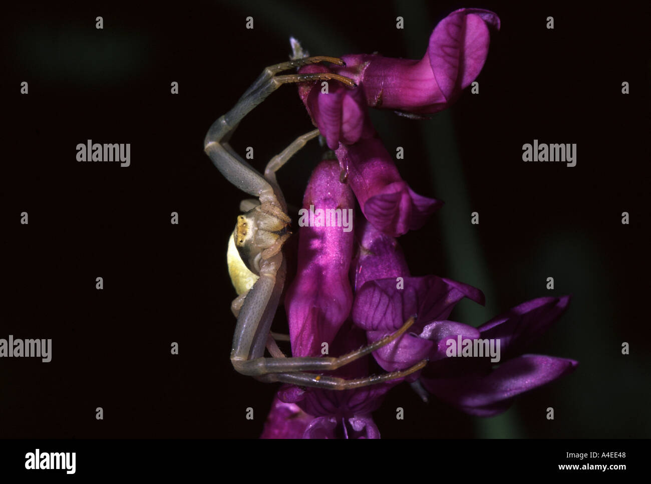 CRAB SPIDER ON VETCH France Stock Photo Alamy