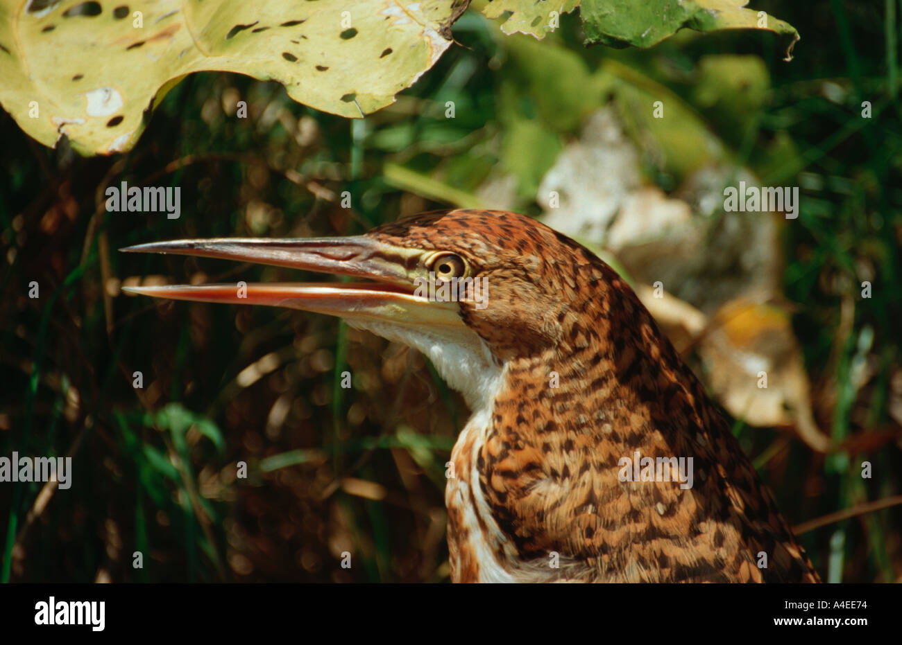Amazonas birds hi-res stock photography and images - Page 10 - Alamy