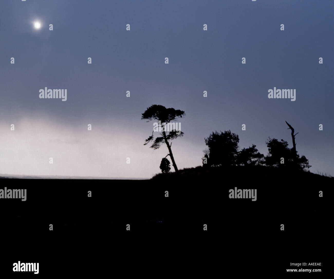 Group of trees on a moor, northern England. Stock Photo