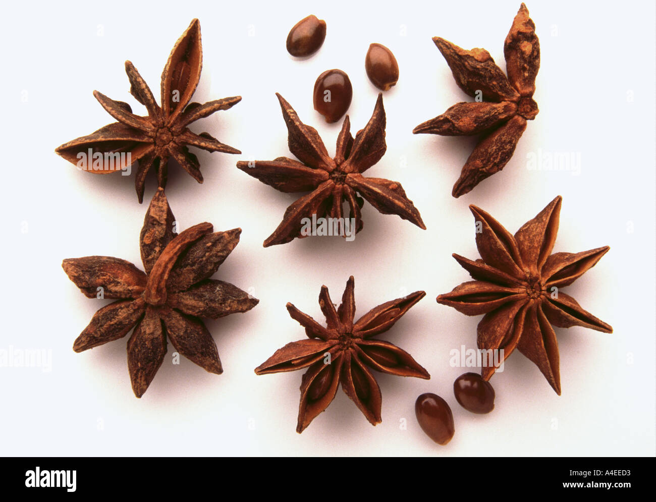 Aniseed Sternanis Illicium verum dry seeds Stock Photo 323283 Alamy