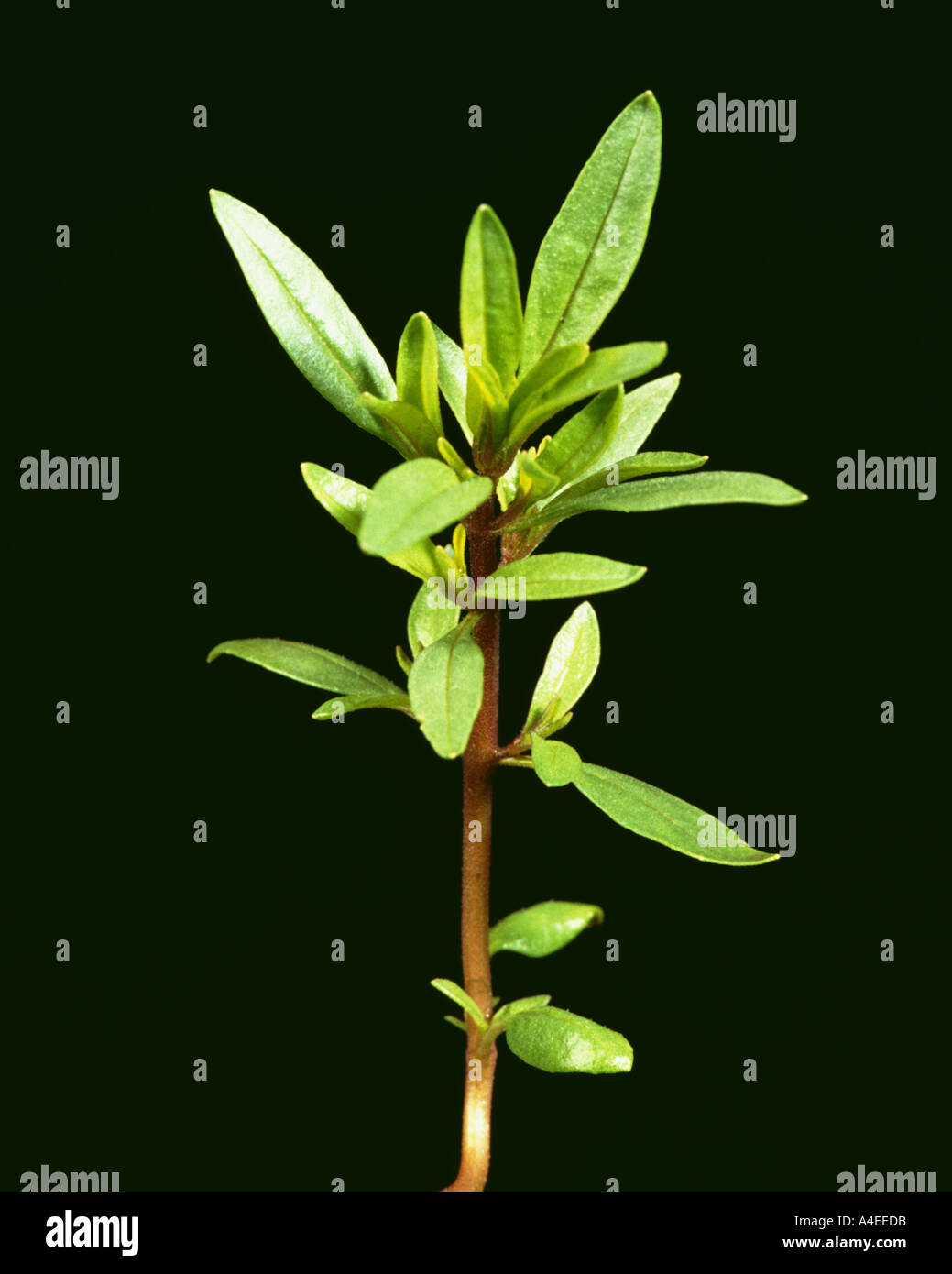 Savory Satureja spp herb herbes Stock Photo