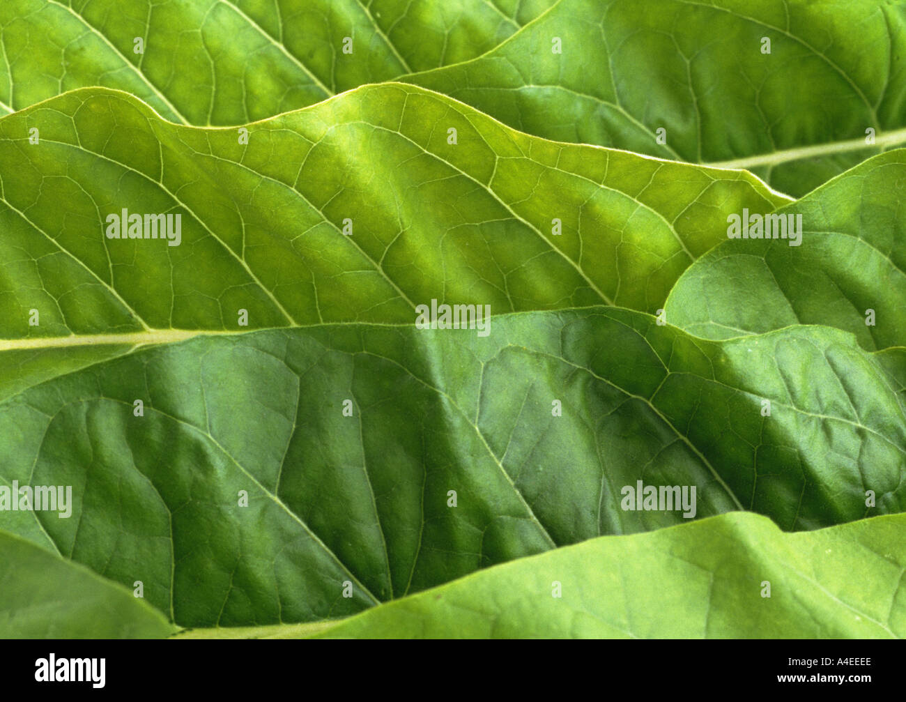 Medicinal plant Tabak leaves of Tobacco Nicotiana tabacum Stock Photo