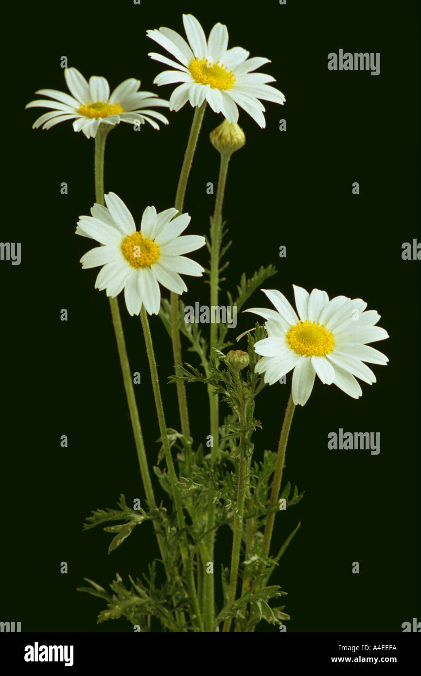 Medicinal plant blossoms of Matricary Matricaria recutita Stock Photo — free download