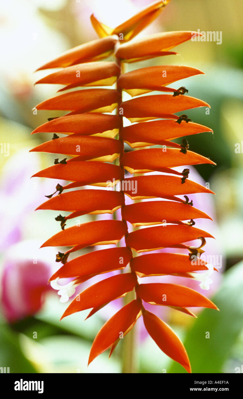 Orchid blossom of Tillandsia dyeriana Tilandsia Stock Photo