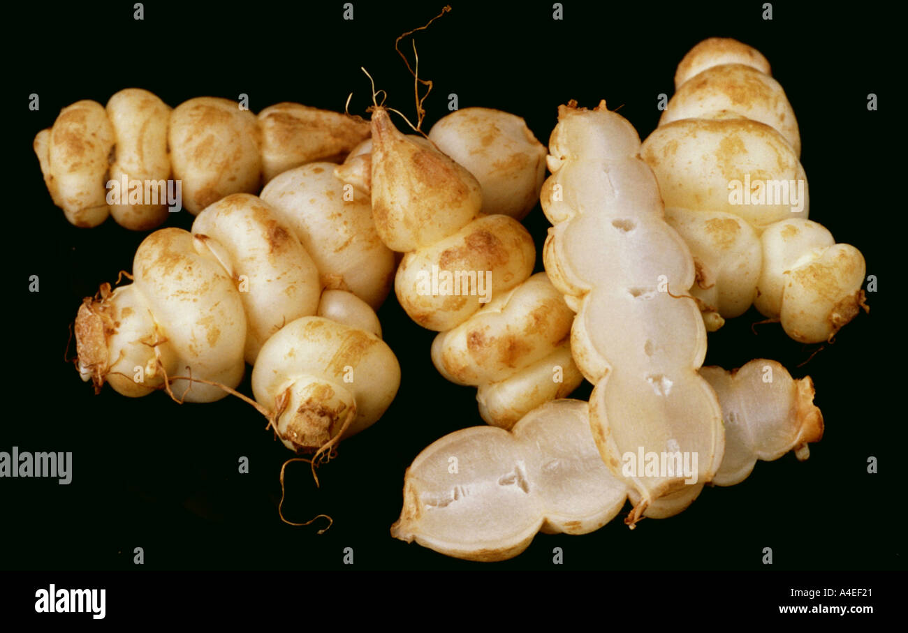 Chinese artichoke chorogie Stachys sieboldi Vegetable Fruit Asia