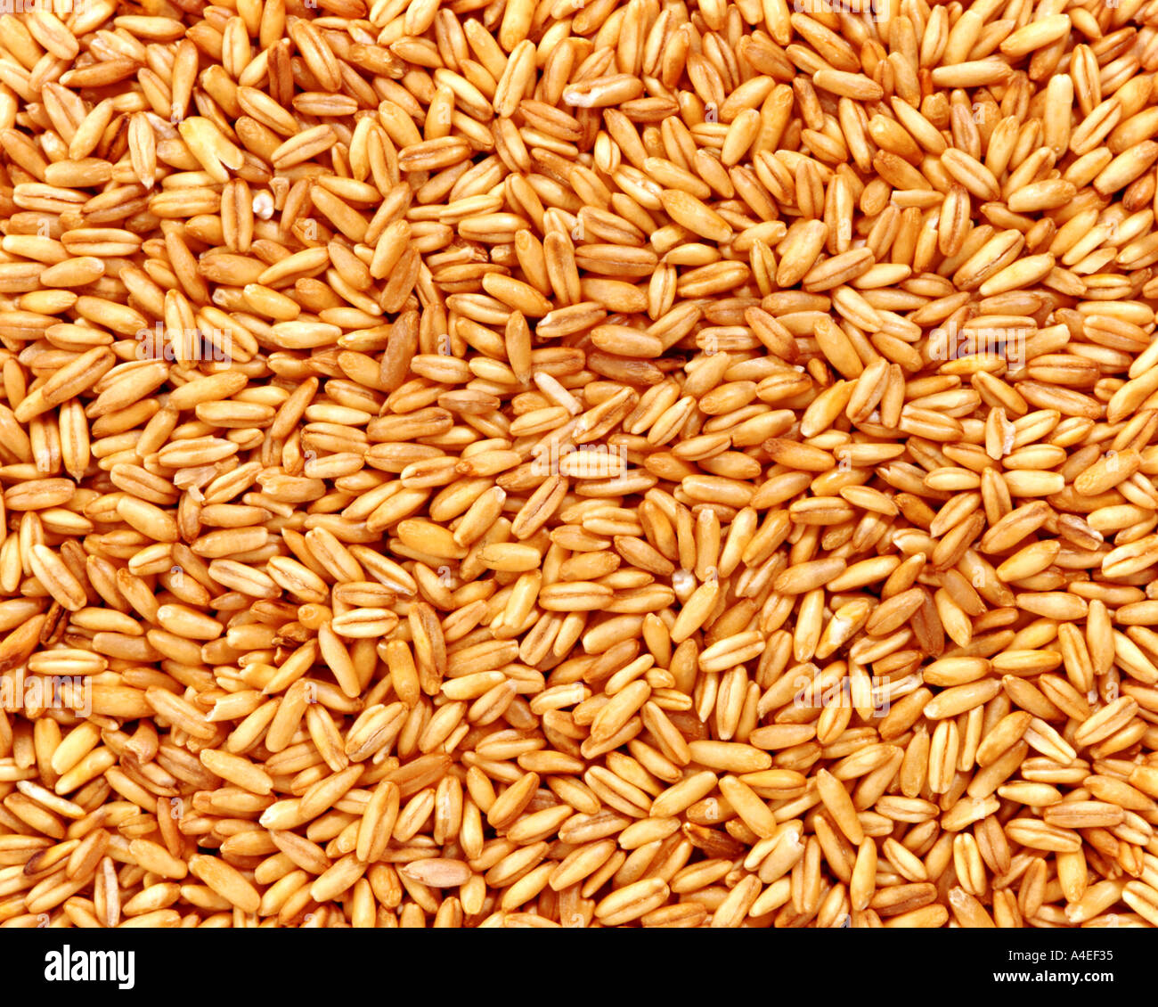 kind of grain grains cereal cereals corn corns frame to frame Stock Photo