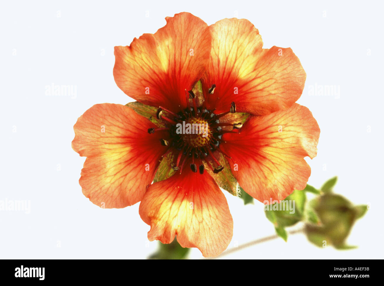 Blossom of Potentilla nepalensis Stock Photo
