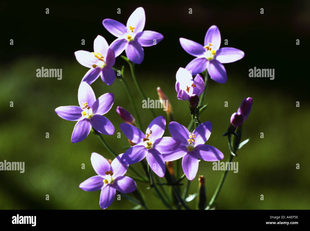 Medicinal plant blue blossoms of Common Centaury Centaurium umbellatum Stock Photo