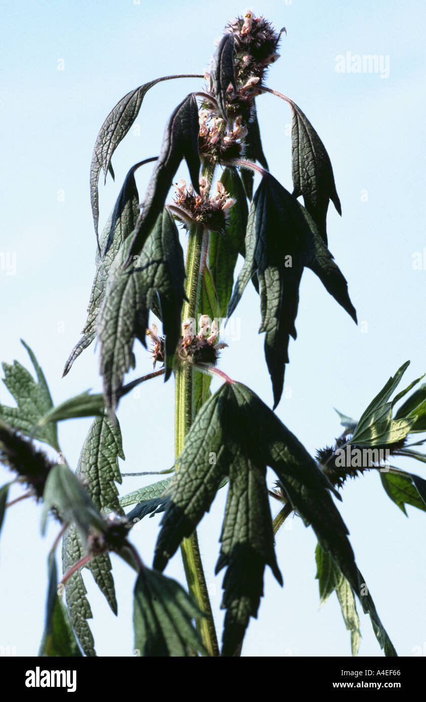 Medicinal plant Motherwort Leonurus cardiacea Stock Photo
