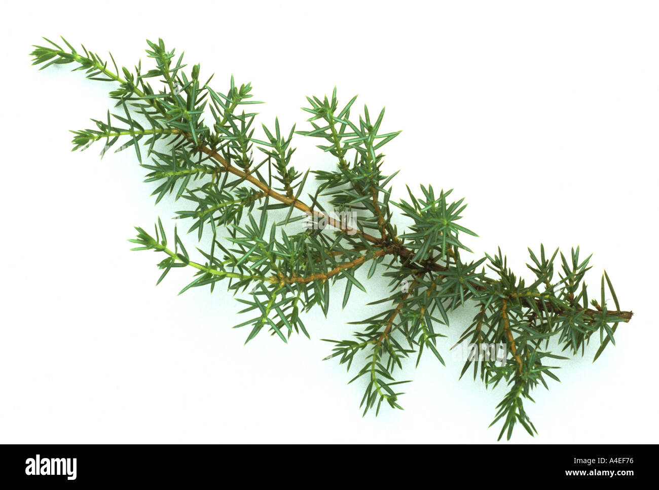Medicinal plant Juniper Juniperus communis Stock Photo