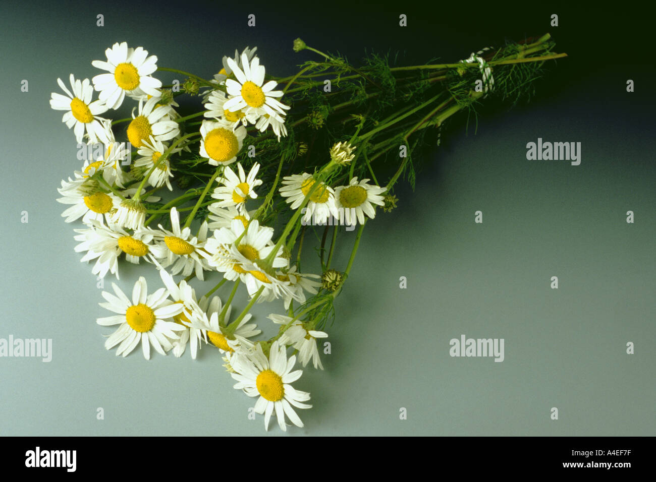 Medicinal plant bunch of Matricari Matricaria chamomilla Stock Photo ...