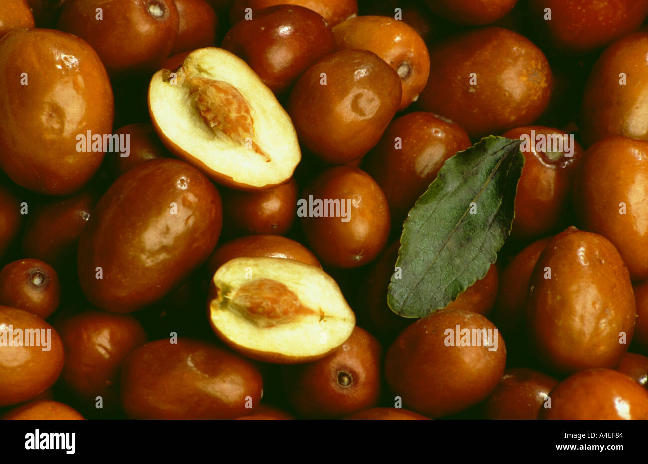 Tropical Fruits Red Jujube Dates Zizyphus Jujuba Mill Stock Photo Alamy