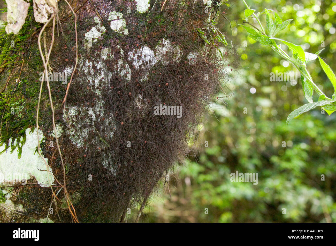 Daddy long-legs spiders nest, Monteverde Cloud Forest Reserve, Central Pacific, Costa Rica Stock Photo