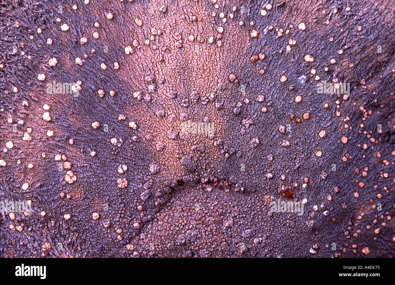 Abstract detail of various and colourful lichens on rocks rocky surface ...