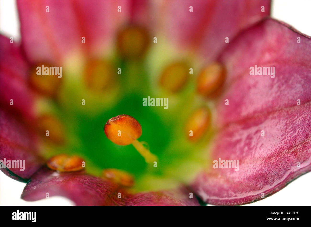 Pink Alpine Saxifraga. Magnified 5x lifesize. Stock Photo