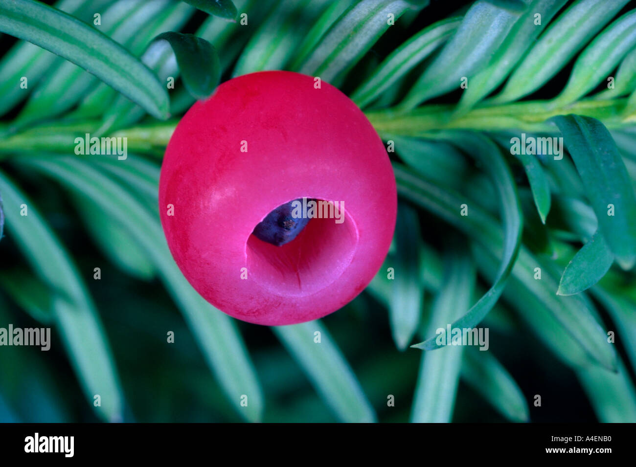 Red Yew tree berry. Magnified 3x lifesize. Stock Photo