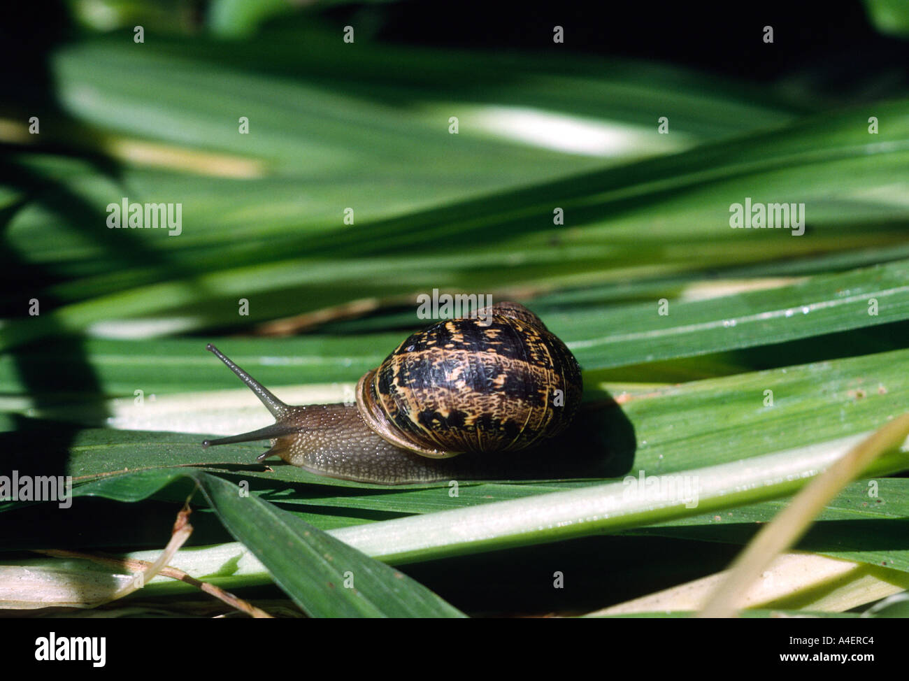 11101 land snail Mollusk Gastropoda Garden San Francisco California USA Stock Photo