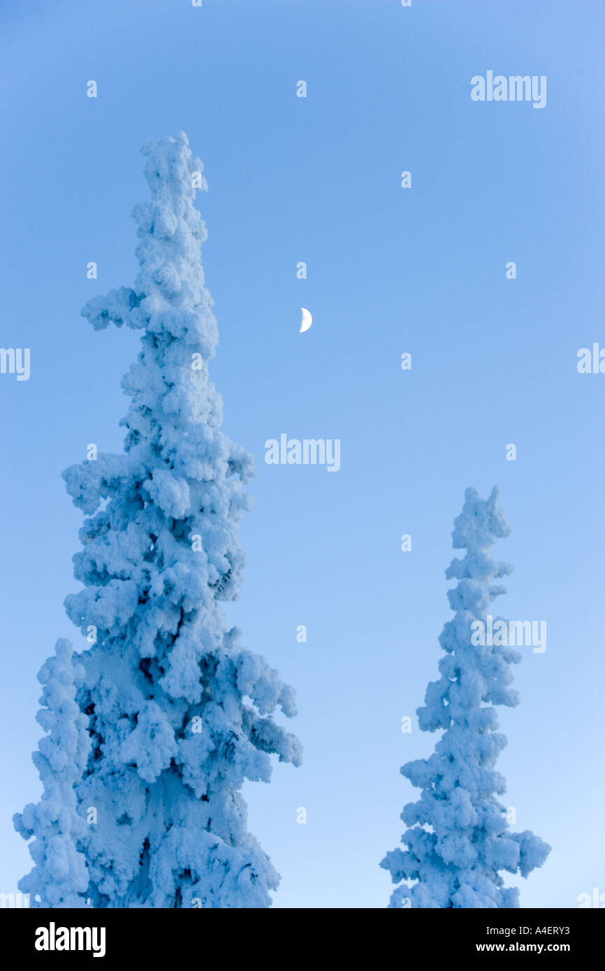 alaska eureka summit frost covered trees and waxing quarter moon in