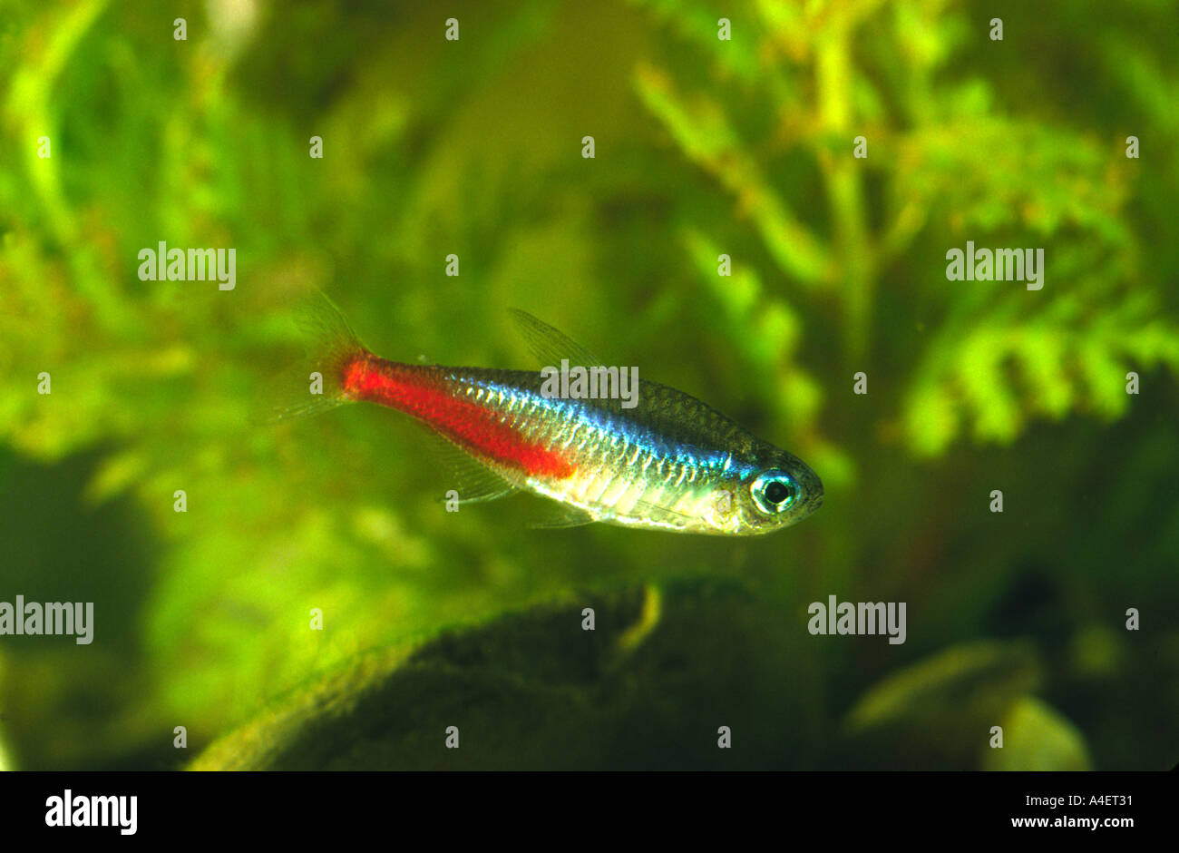 Neon tetra fish hi-res stock photography and images - Alamy