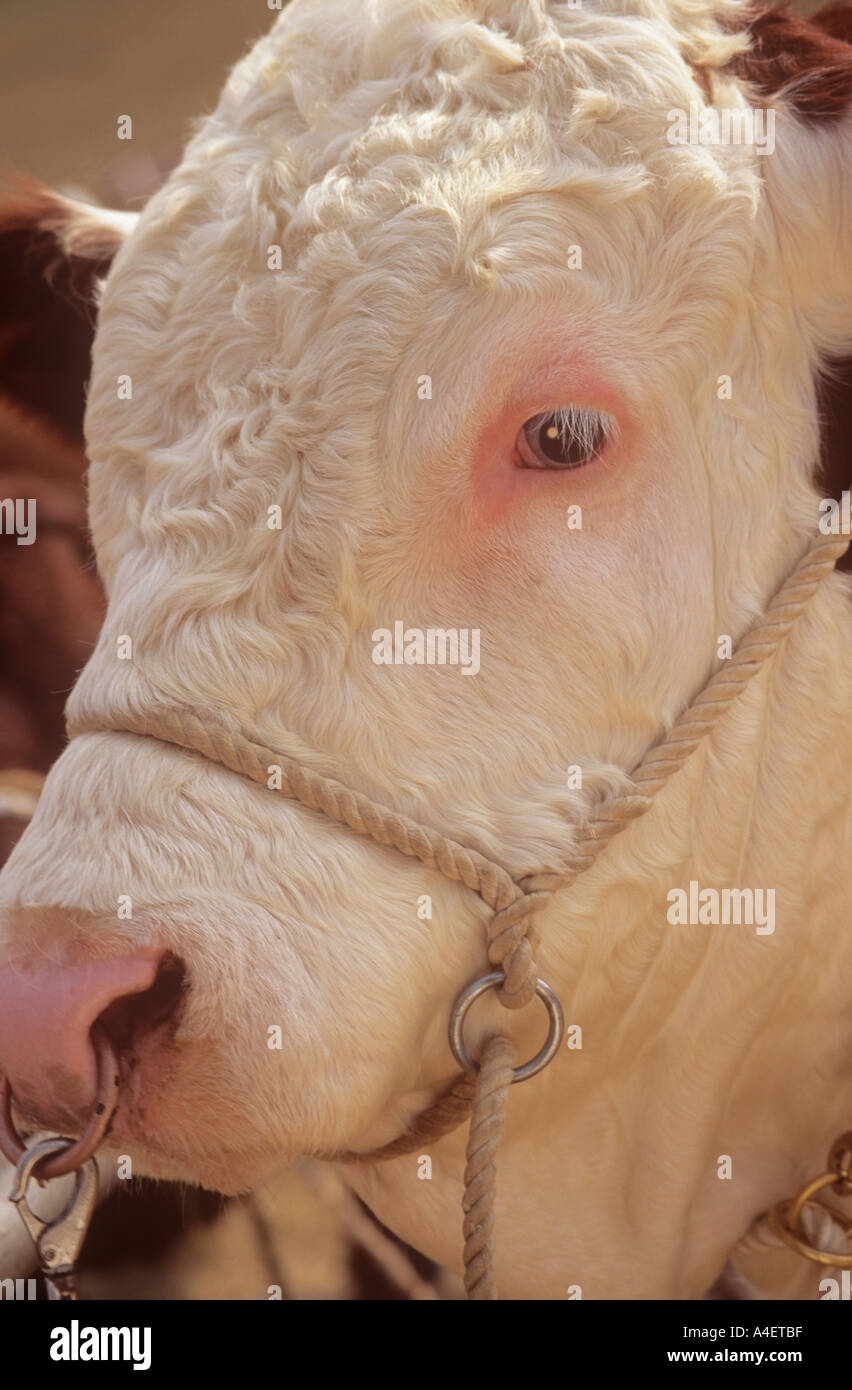 Hereford bull nose ring hi-res stock photography and images - Alamy