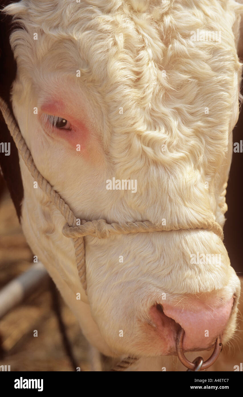 Hereford bull nose ring hi-res stock photography and images - Alamy