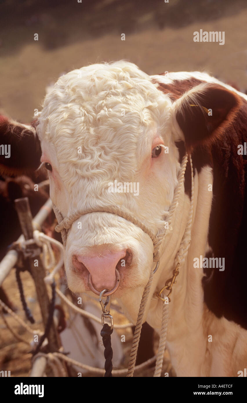 Hereford bull nose ring hi-res stock photography and images - Alamy