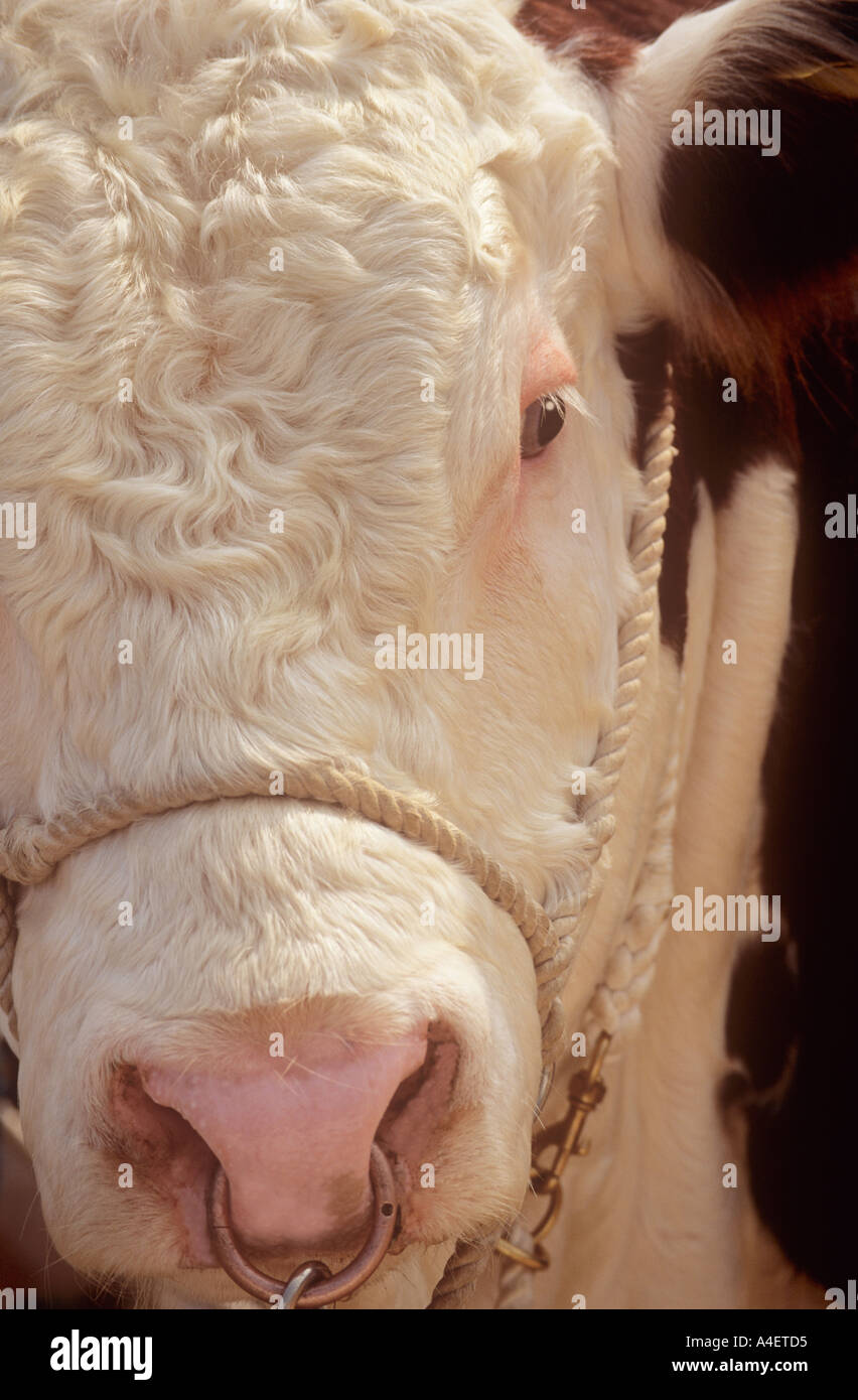 Hereford bull nose ring hi-res stock photography and images - Alamy