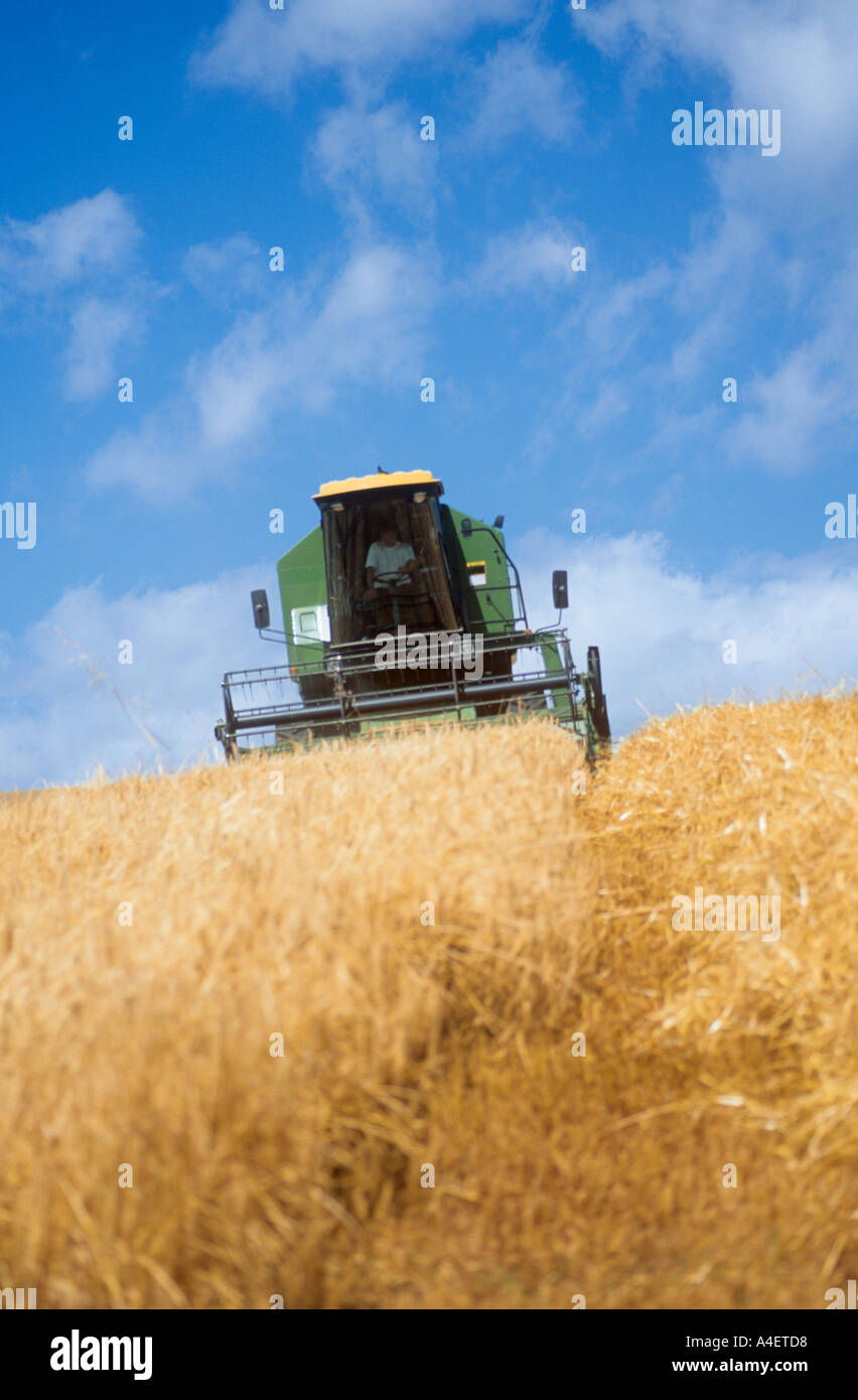 Combine harvester thresh grain cereal hi-res stock photography and ...
