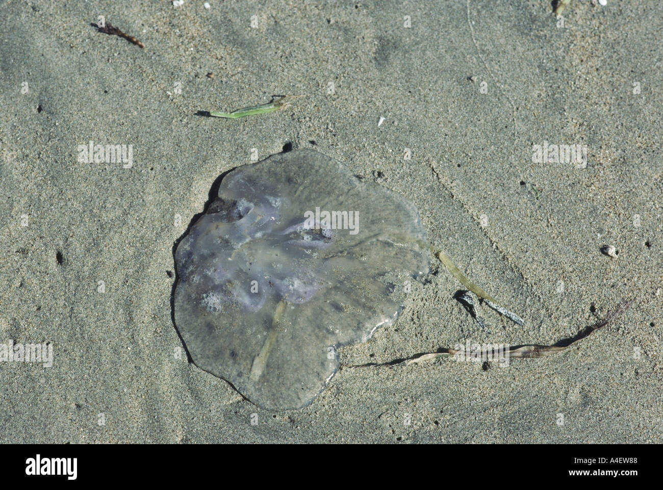 9331 jellyfish on Drakes Beach Point Reyes National Seashore California USA Stock Photo