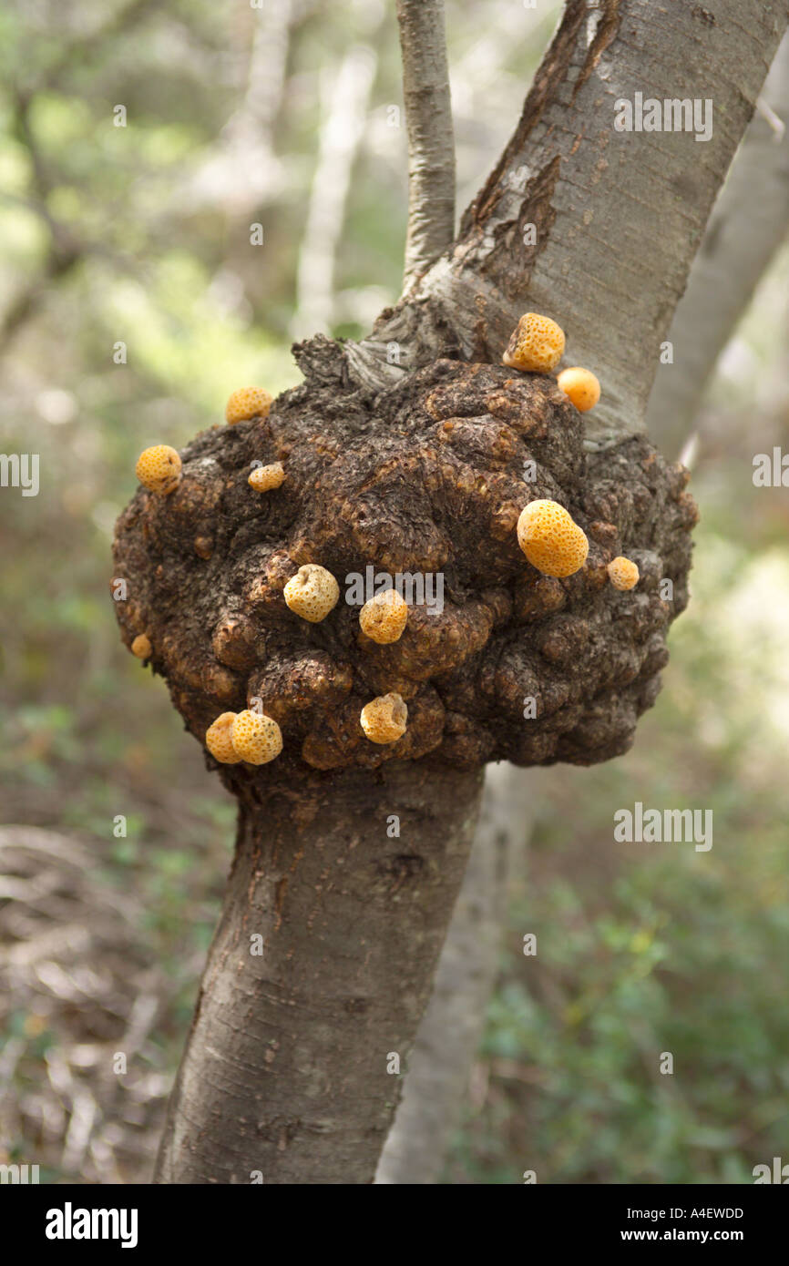 Cyttaria hires stock photography and images Alamy