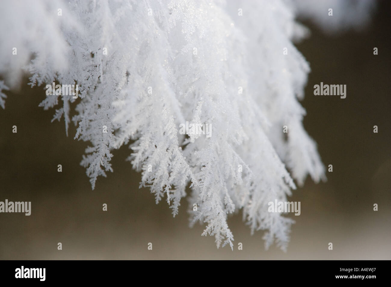 Alaska Ice Feather Rime On River Bank Of Lowe River Near Valdez