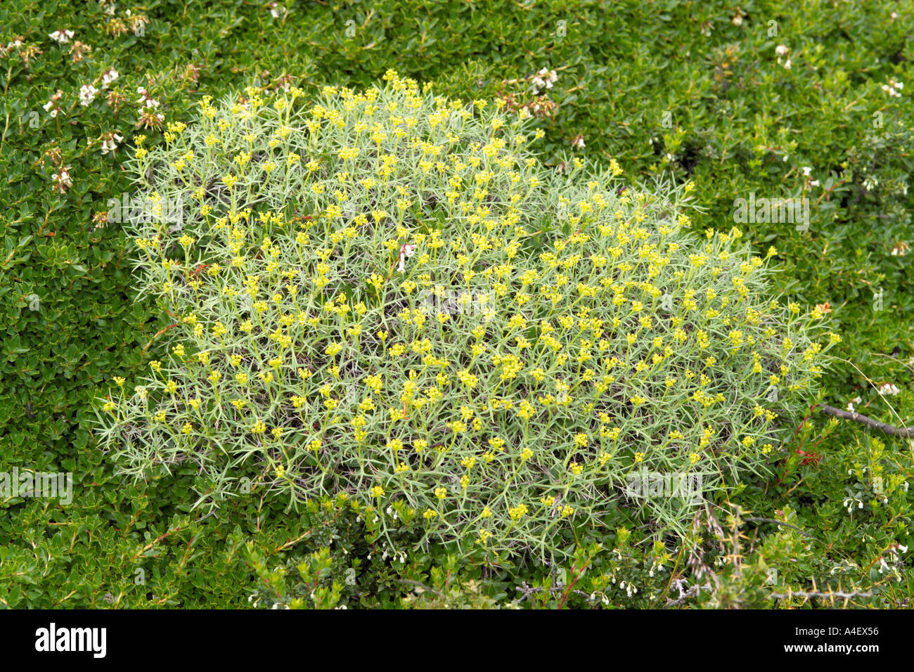 Patch of wild flowers Torres del Paine National Park Patagonia Chile Parque Nacional Torres Del Paine Chile Stock Photo