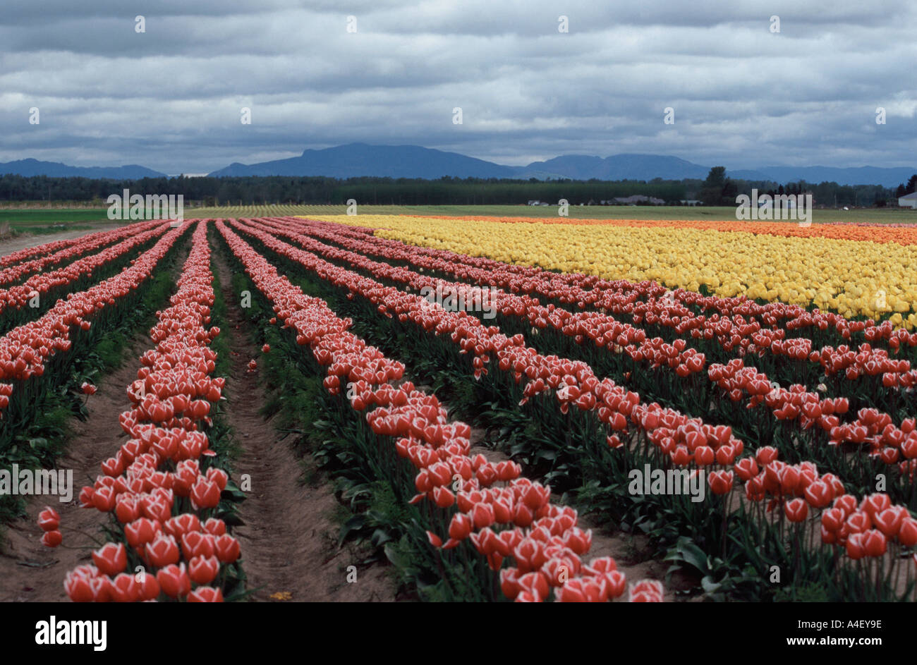 Grown in rows hi-res stock photography and images - Alamy