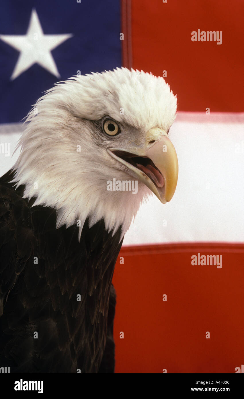 Bald Eagle in front of American flag Stock Photo
