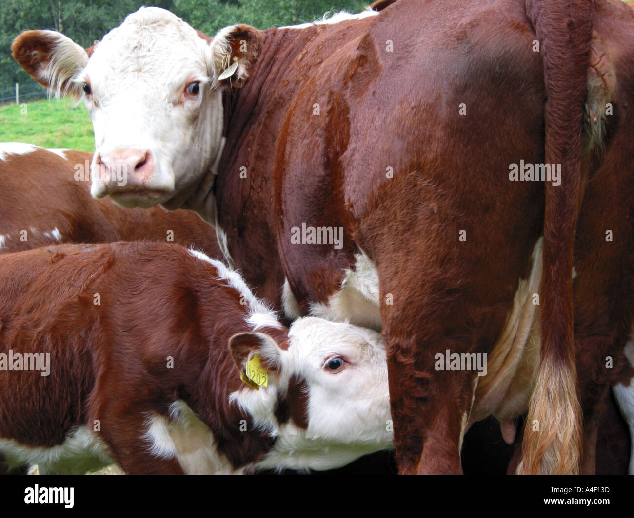 Hereford cattle mother calf cow hi-res stock photography and images - Alamy