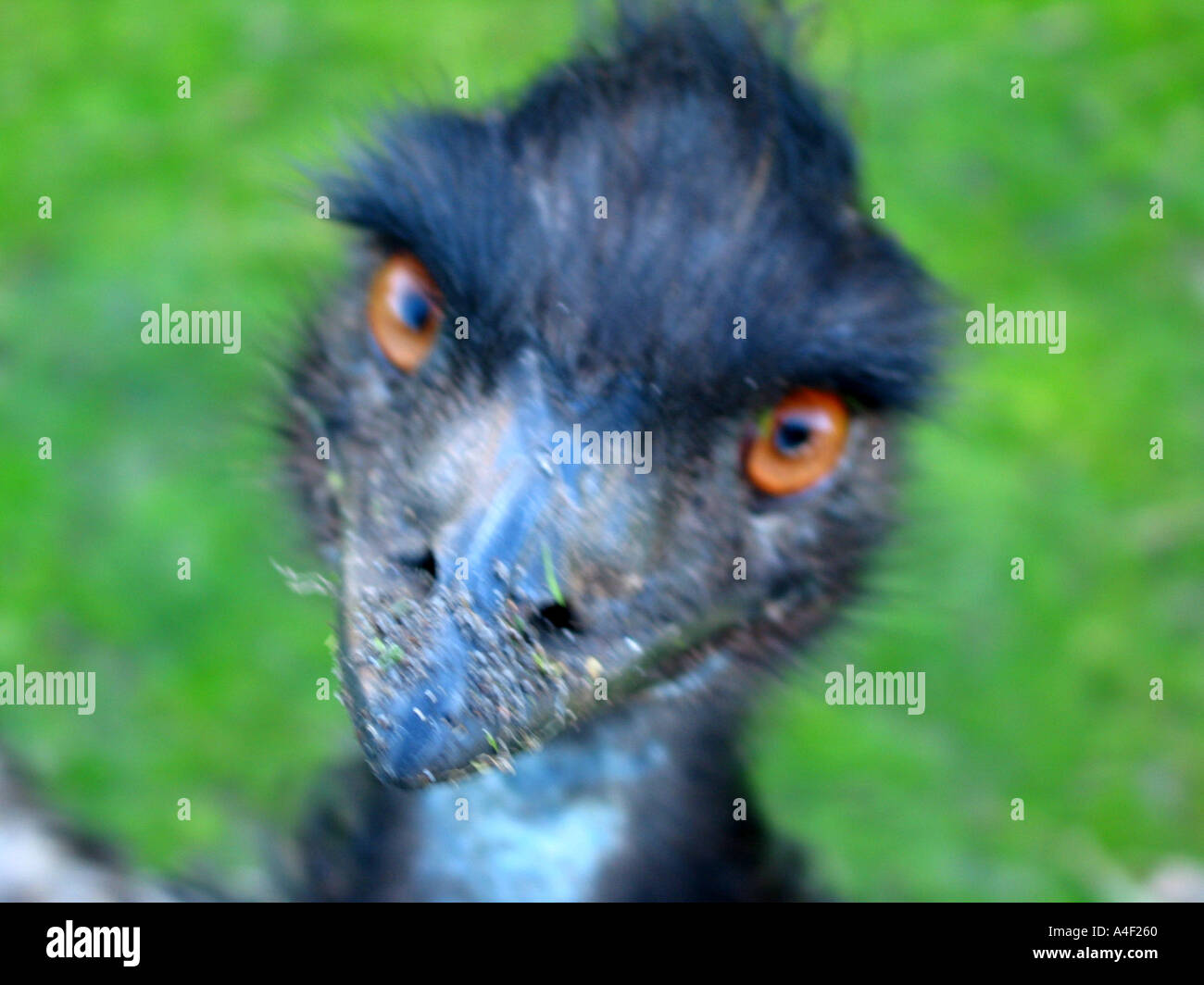 Emu Stock Photo
