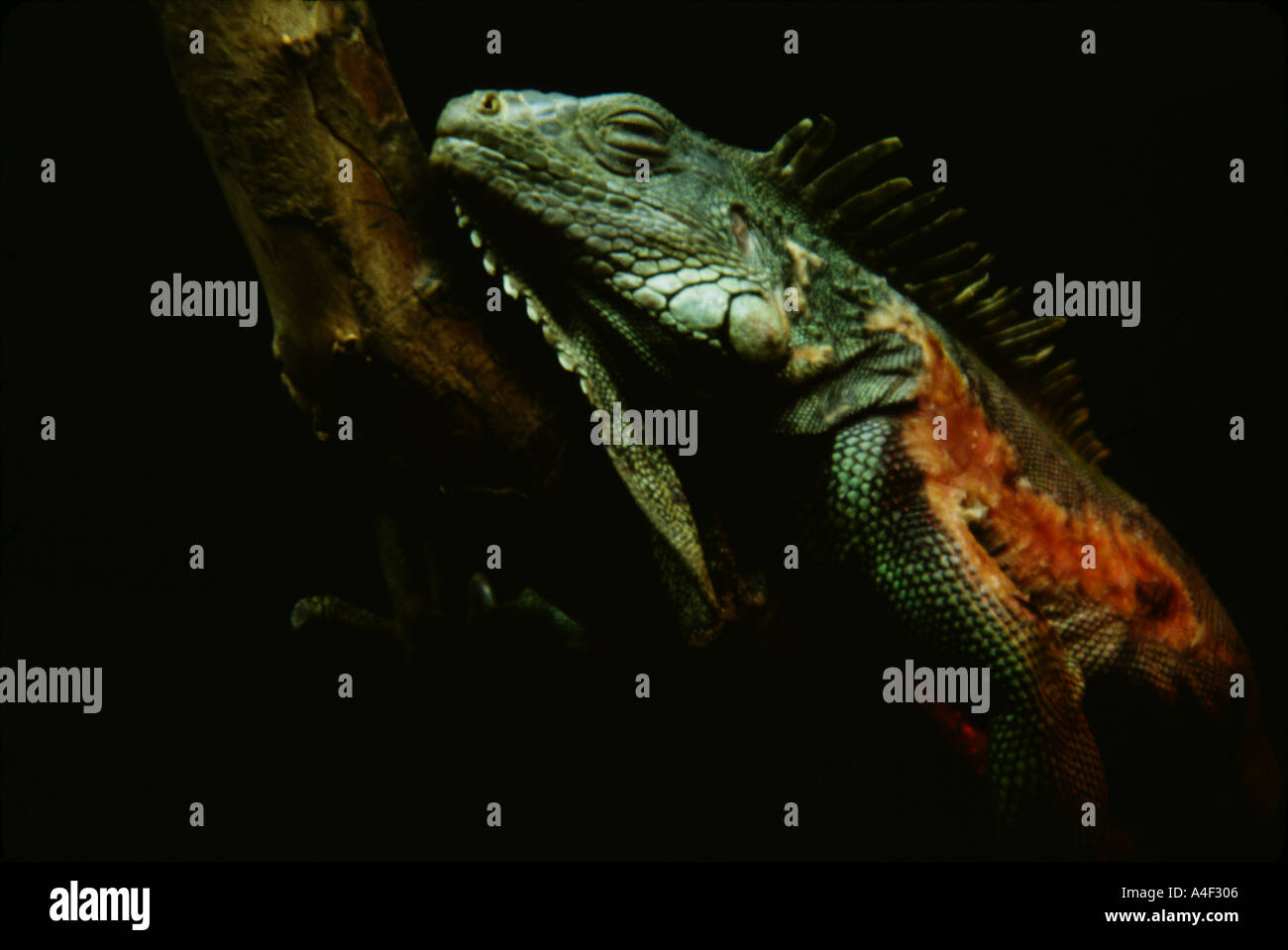 South American Iguana Stock Photo Alamy