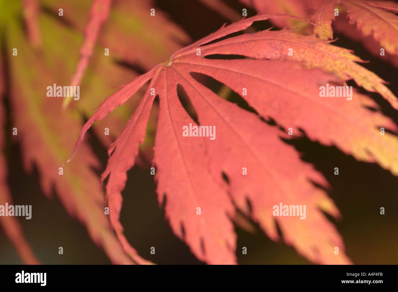 Acer palmatum Omurayama Stock Photo Alamy