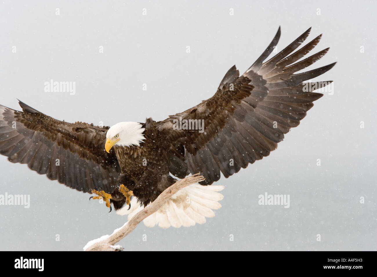 alaska bald eagle Haliaeetus Leucocephalus Stock Photo - Alamy