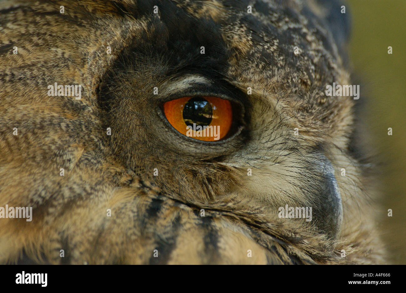 Owl Bubo Bubo Stock Photo