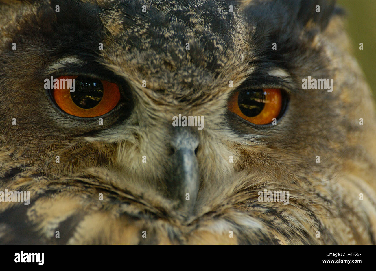 Owl Bubo Bubo Stock Photo