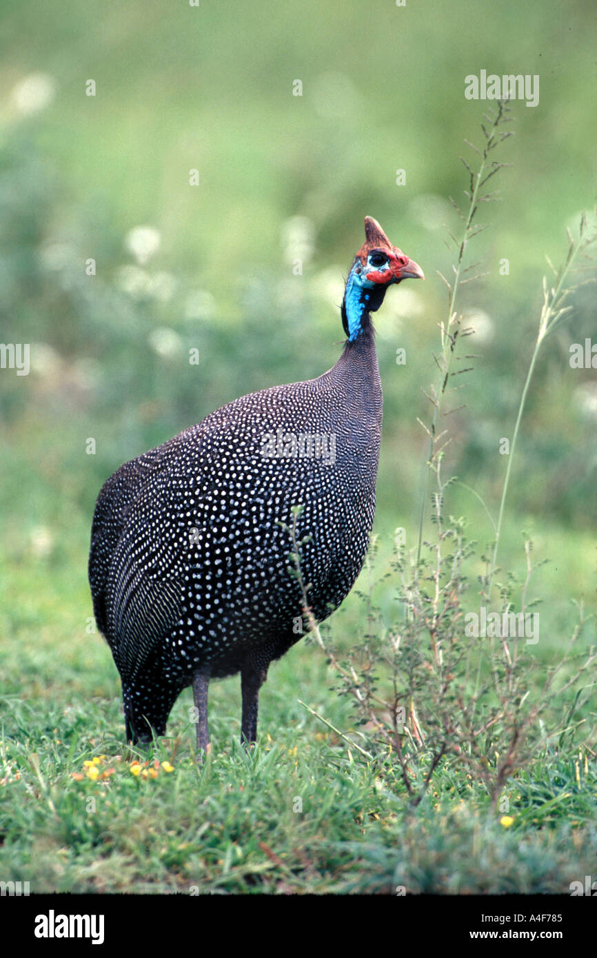 bird guinea fowl serengeti national park Tanzania EAST AFRICA Stock Photo