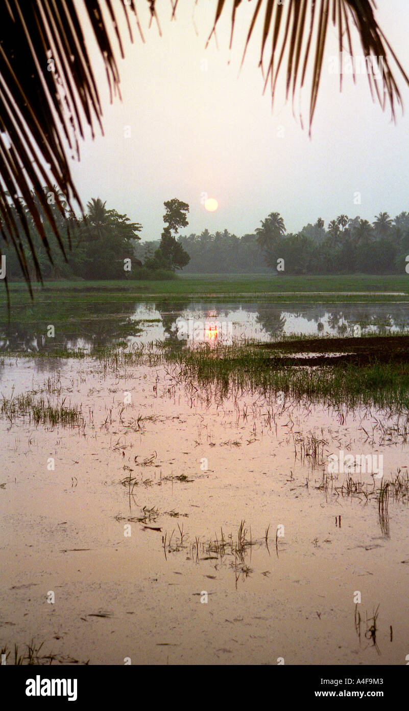 Sunrise over paddy fields on the backwaters in Kerala, India Stock Photo