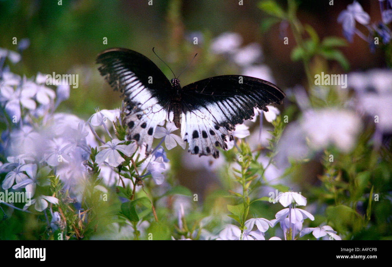 Butterfly at Periyar Wildlife Sanctuary in Kerala, India Stock Photo