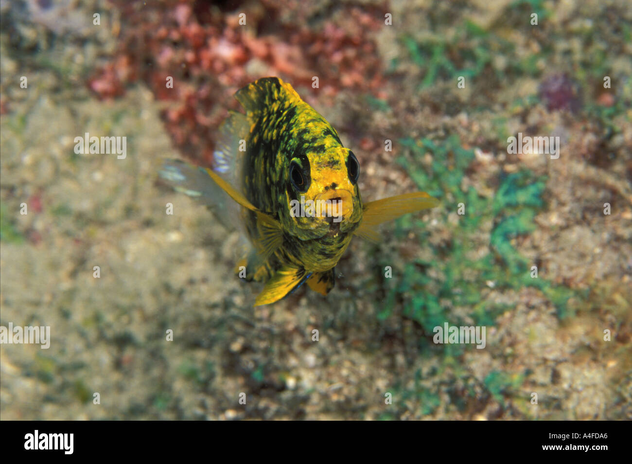 Bicolor Damselfish Stegastes partitus with an unusual coloration  Stock Photo