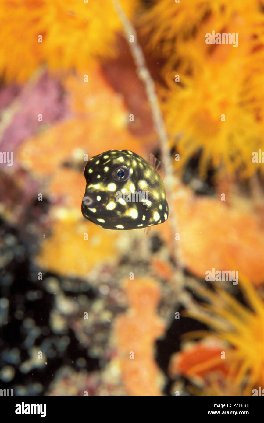 Cryptic Teardrop Crab Pelia mutica  Stock Photo