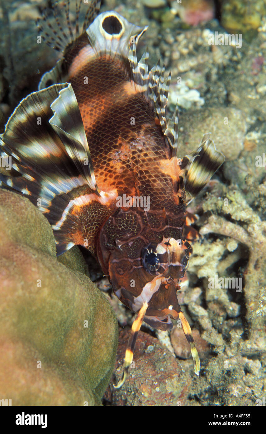 Twin Spot Scorpionfish Dendrochirus biocellatus  Stock Photo